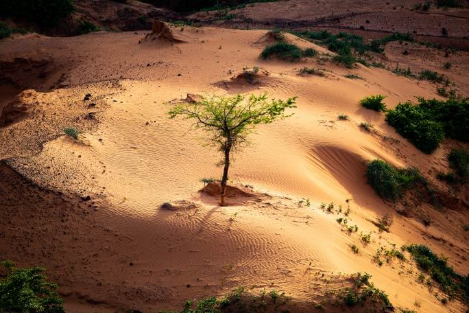 A lone green tree in rippled orange sand dunes