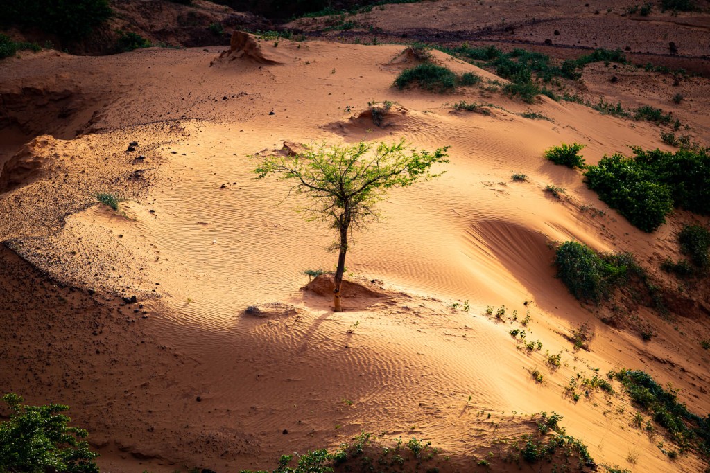A lone green tree in rippled orange sand dunes
