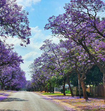 Street lined with purple jacaranda trees in bloom