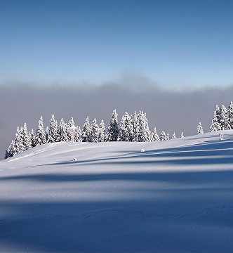 Snowy winter landscape with trees